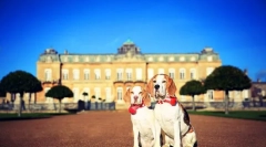 Beagle pes (foto): velký lovec, zlobivý společník